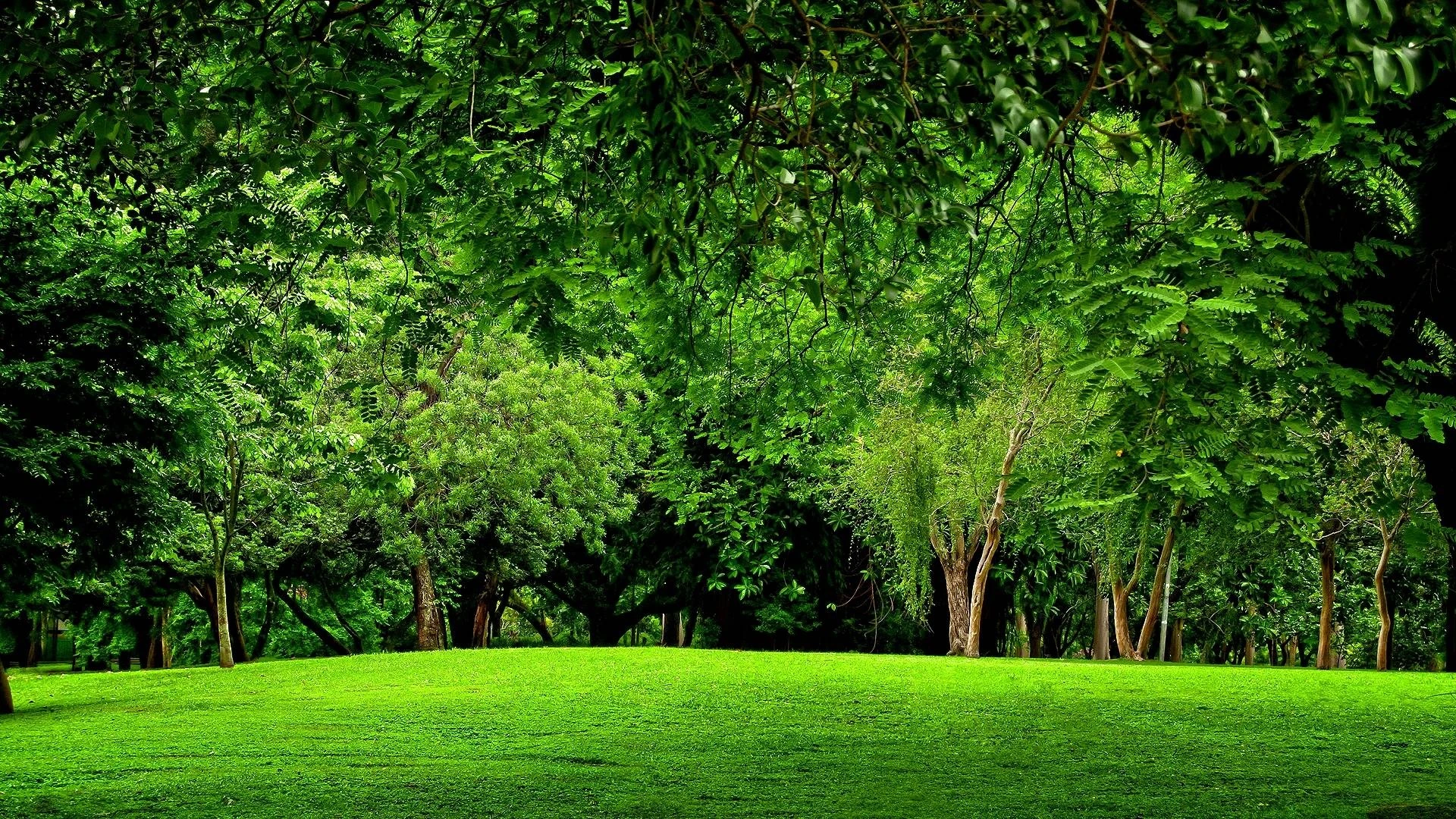 Peaceful green park representing calm and growth through online individual therapy in California